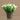 Lithodora Flower Potted Set of 3