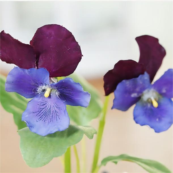 Mini Pansy Plant in Pot