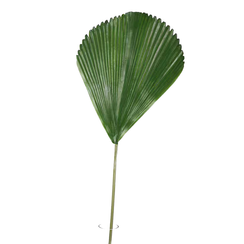 Tropics Fan Palm Leaf