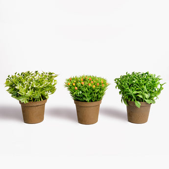 Mixed Greenery Potted Set of 3