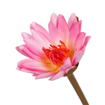 27" Blooming Pink Water Lily