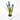 8" Grape Hyacinth Plant in Pot