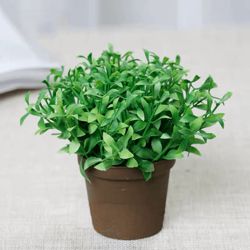 Mixed Greenery Plant Potted (Set of 3)