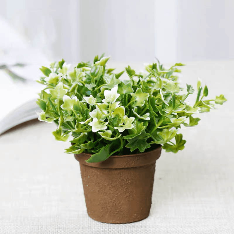 Mixed Greenery Plant Potted (Set of 3)