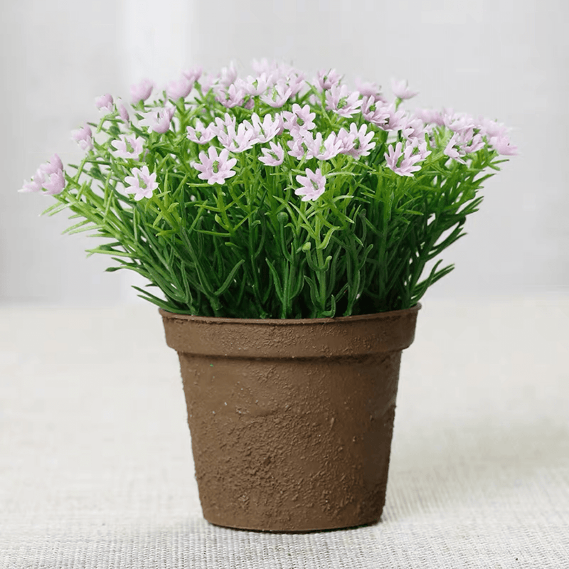 Mini Baby's Breath Potted Plants