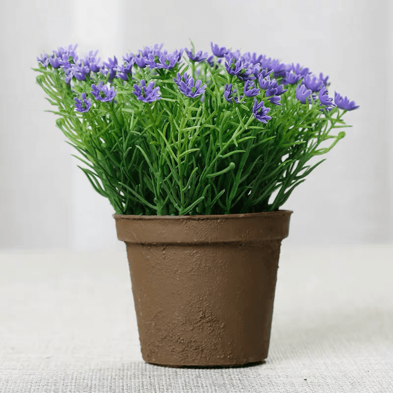 Mini Baby's Breath Potted Plants