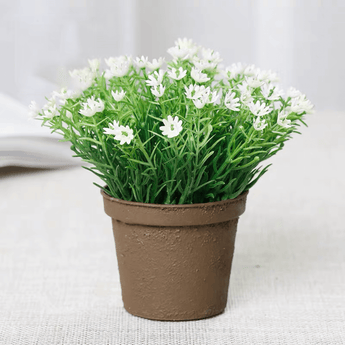 Mini Baby's Breath Potted Set of 3