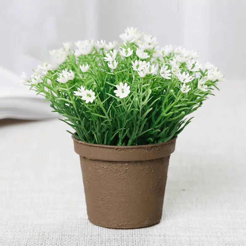 Mini Baby's Breath Potted Plants