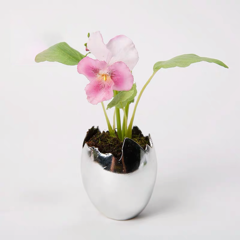 Mini Pansy Plant in Pot