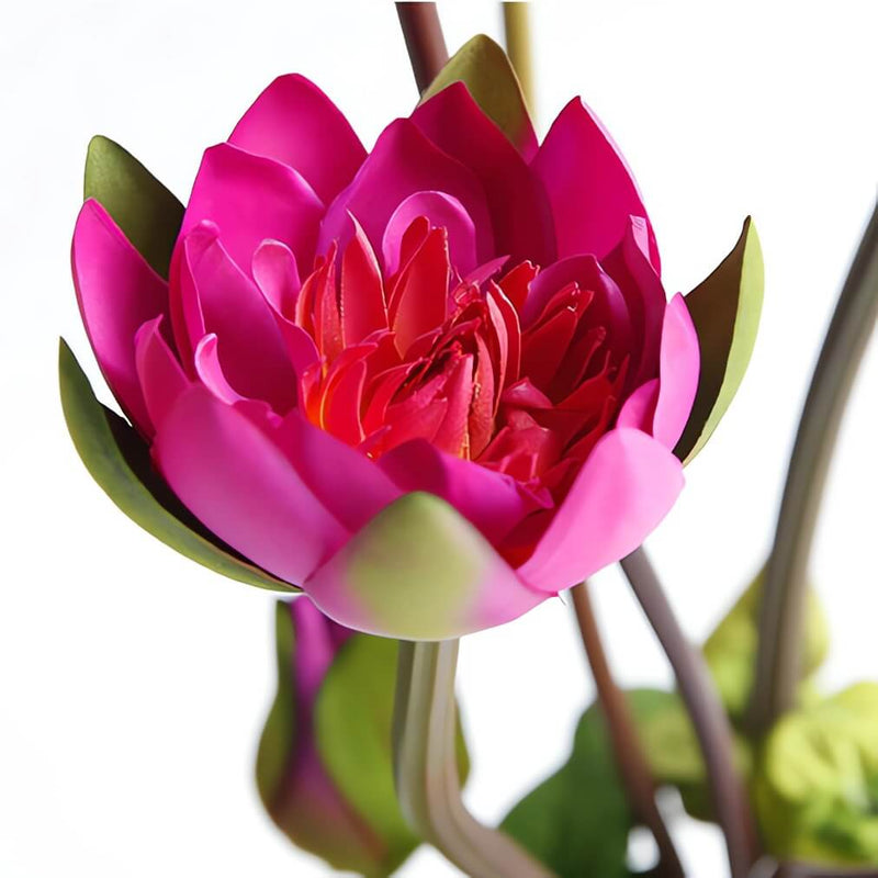 Fake Lotus Flowers / Buds