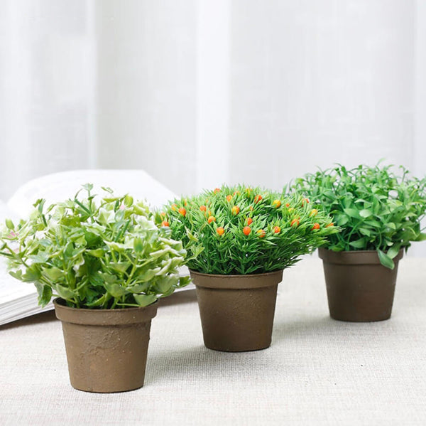 Mixed Greenery Plant Potted (Set of 3)