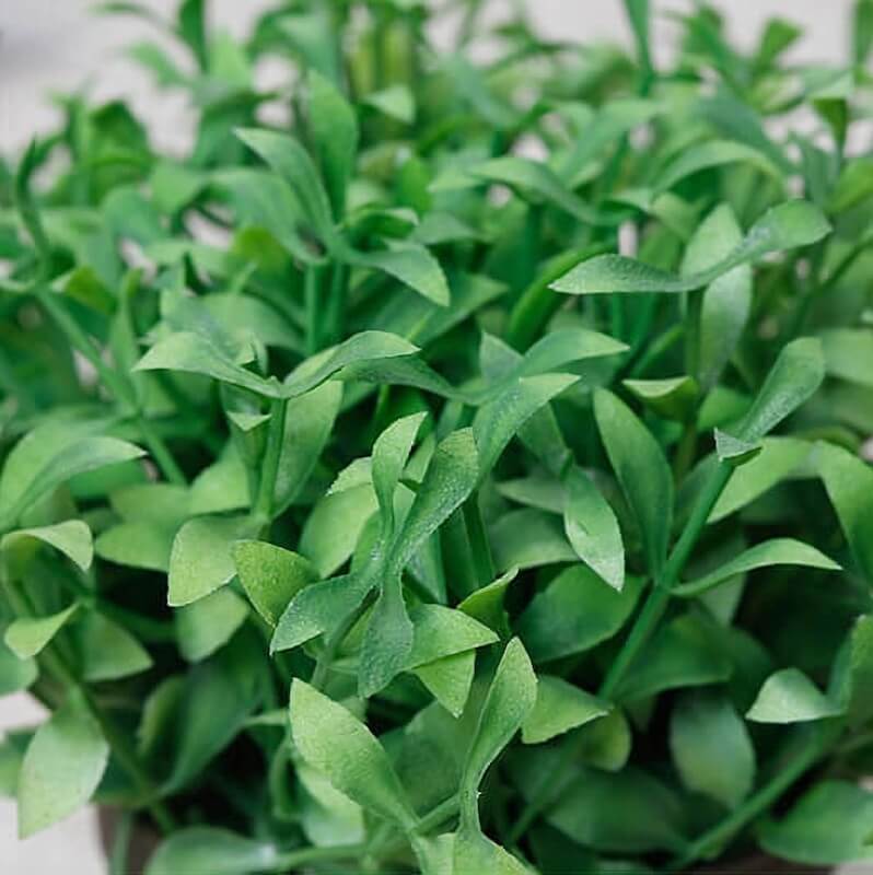 Mixed Greenery Plant Potted (Set of 3)