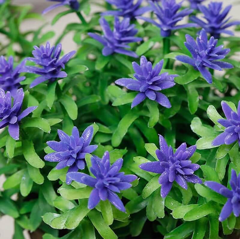 4.7" Mini Shrubs Flower Potted