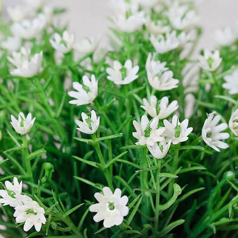 Mini Baby's Breath Potted Plants